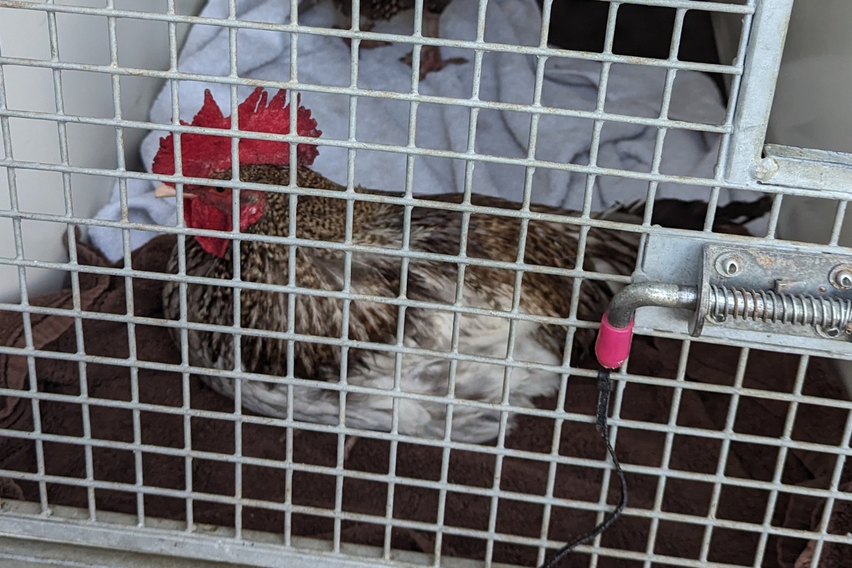 The cockrels were rescued by the roadside