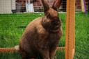 A large fluffy brown rabbit is looking for his forever home