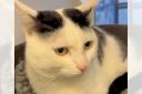 Patch the cat is looking for a home