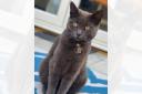 'Moony' a handsome young cat available for adoption in Warrington