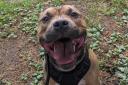 Bronson the Staffordshire bul terrier is looking for his forever home