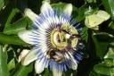 Rosalyn Cottrell's picture of a bee in her garden