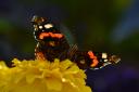 Darren Moston's picture of a butterfly at Walton Hall