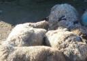 Eight sheep were killed in a savage attack by a dog  near Pool Lane in Lymm