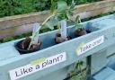 The Birchwood stall encouraging residents to get out and share plants
