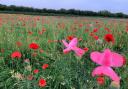 You'll soon be able to enjoy a wildflower meadow, right here in Warrington