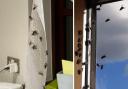 Flies are being reported in Culcheth once again