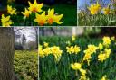 Delightful daffodils around Warrington on St David's Day