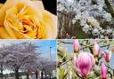 Beautiful blossom brightening up Warrington this spring