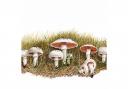 Meet the mushrooms in Risley