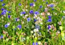 Wild flowers provide a riot of colour