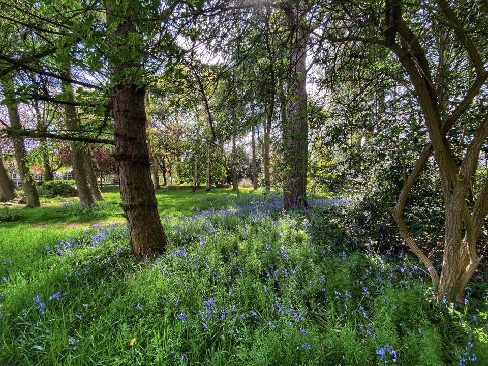 A host of bluebells in Higher Whitley by Sue Lawless