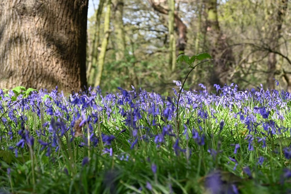 Bluebells in Houghton Green by Neil Stanley
