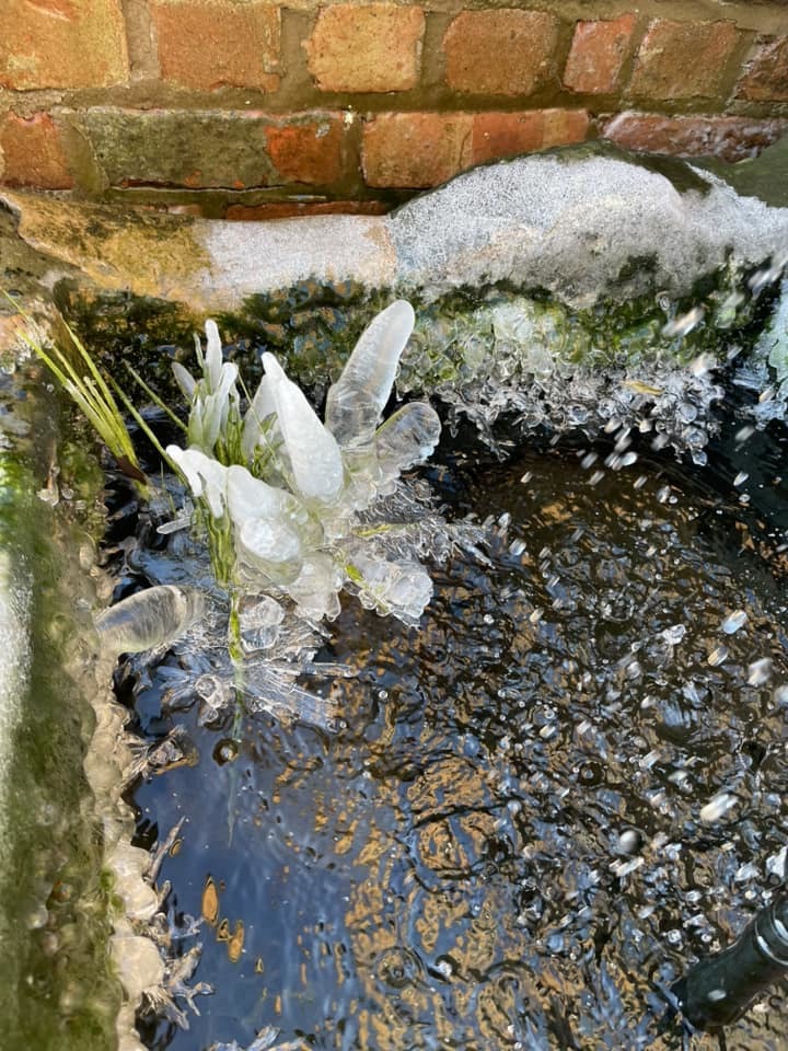 Frozen flowers in a pond by Gina Edis