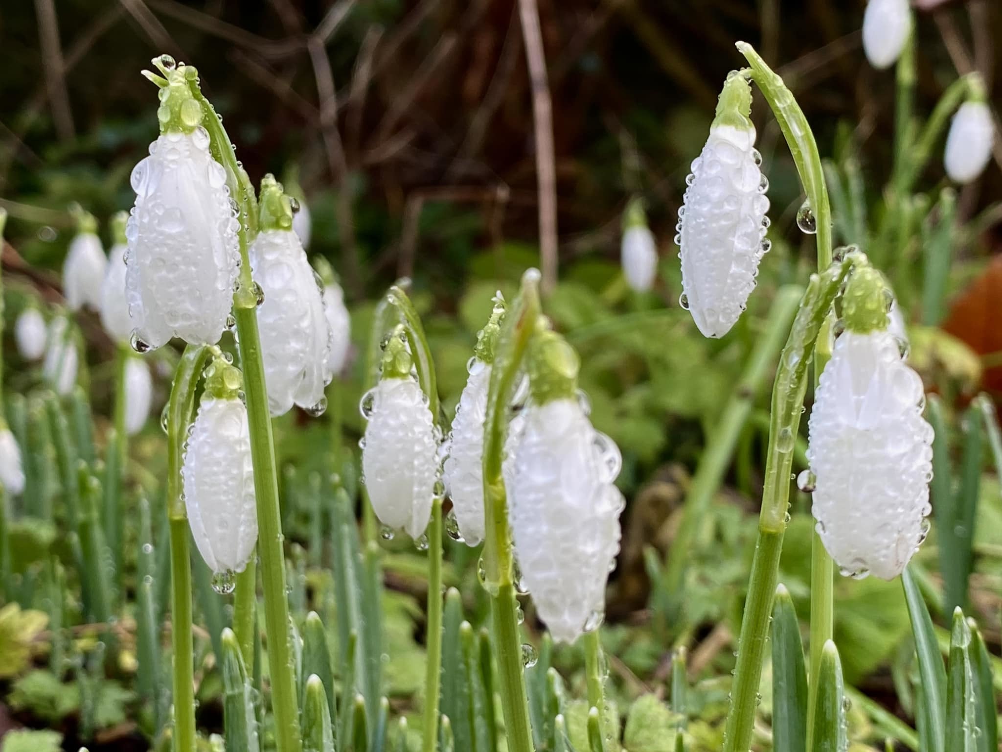 Raindrops on snowdrops by Adele Rugen