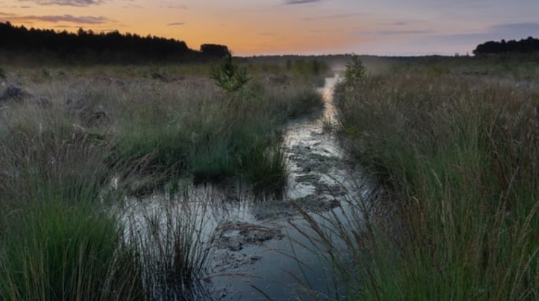Delamere is known for its meres and mosses, a mosaic of bogs, marsh and fen wetlands, providing internationally important wetland habitats for many plants and animals (Forest Holidays)