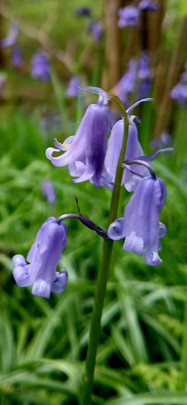 Beautiful bluebells by Kevin Lester