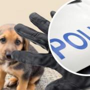 dog theft concerns from readers