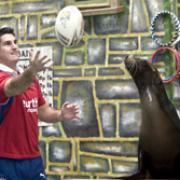 Flanno with the sea-lions at Knowsley. Flanno's on the left!