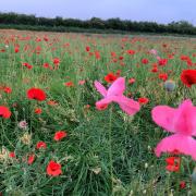 You'll soon be able to enjoy a wildflower meadow, right here in Warrington