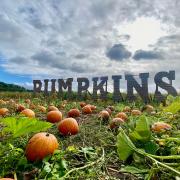 The pumpkin festival returns to Kenyon Hall Farm this October