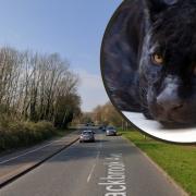 An alleged panther sighting took place on Tuesday night