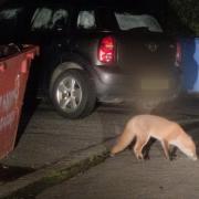 An urban fox was spotted scavenging in a skip in Padgate