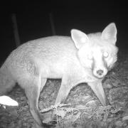 Cheshire wildlife trust captured footage of foxes and hedgehogs in the school grounds as part of their new project