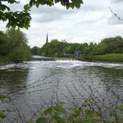 Three species of shark were surveyed in the River Mersey, including at Howley Weir