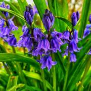 Bluebells in Orford Park by Tony Crawford