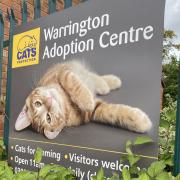 Volunteers will be invited to Warrington's Cats Protection centre on May 8