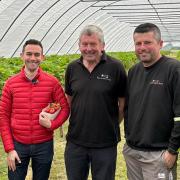BBC Breakfast took an in-depth look at strawberry season at Kenyon Hall Farm, in Croft