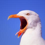 Residents in Woolston are being plagued once more by raucous flocks of seagulls