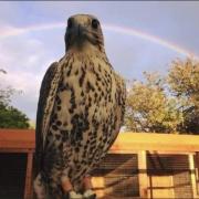 A woolston resident is trying to locate her pet falcon Autumn