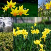 Delightful daffodils around Warrington on St David's Day