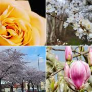 Beautiful blossom brightening up Warrington this spring