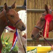 Tilly (left) and Suzie were top winners at British Breeding Futurity