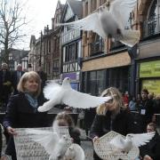 Doves released by Wendy Parry