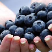 Blueberries contain powerful antioxidants