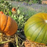 Get ready for harvest in Lymm