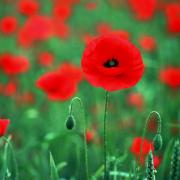 Poppy seeds to be handed out in Lymm