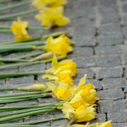 The daffodil tributes