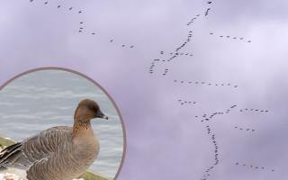 Thousands of Icelandic geese have been spotted flocking over Woolston and Latchford