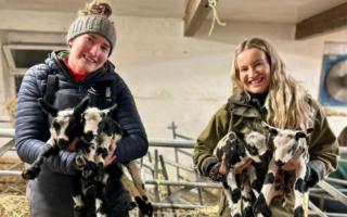 Spring is clearly on the way, as lambing season is underway at Bates Farm