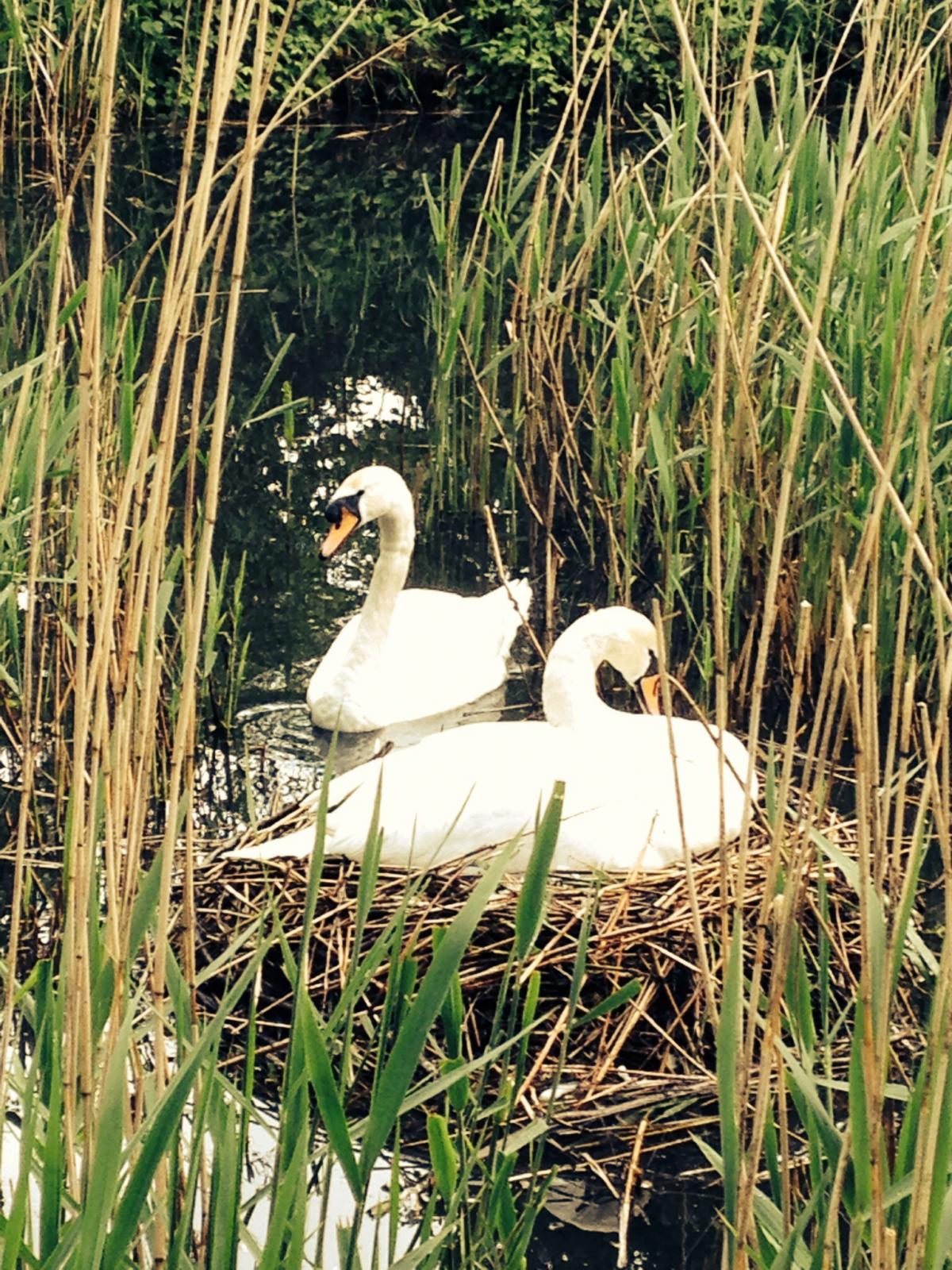 This lovely picture of a mum and and dad swan was taken by reader Jenny Jepson at Ackers Pit.