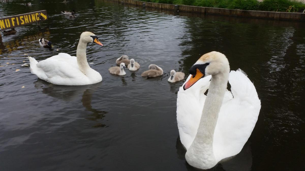 Reader Jamie Lee sent in this picture of a beautiful family of swans gliding on the water together at Ackers Pit.