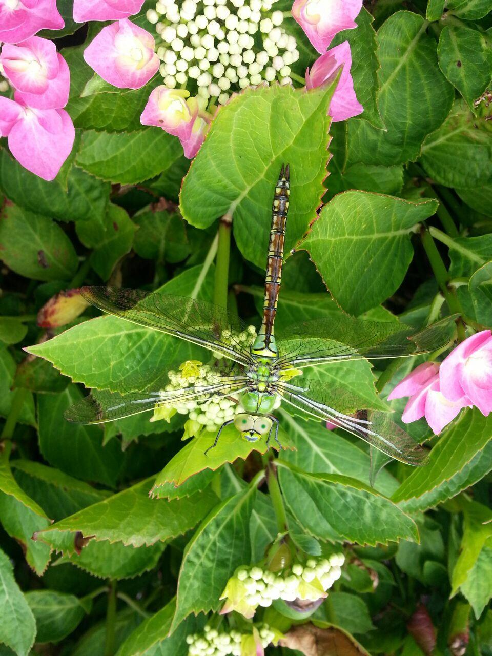 Reader Chaniece Truelove sent in this beautiful picture of a dragonfly in her dad's garden.