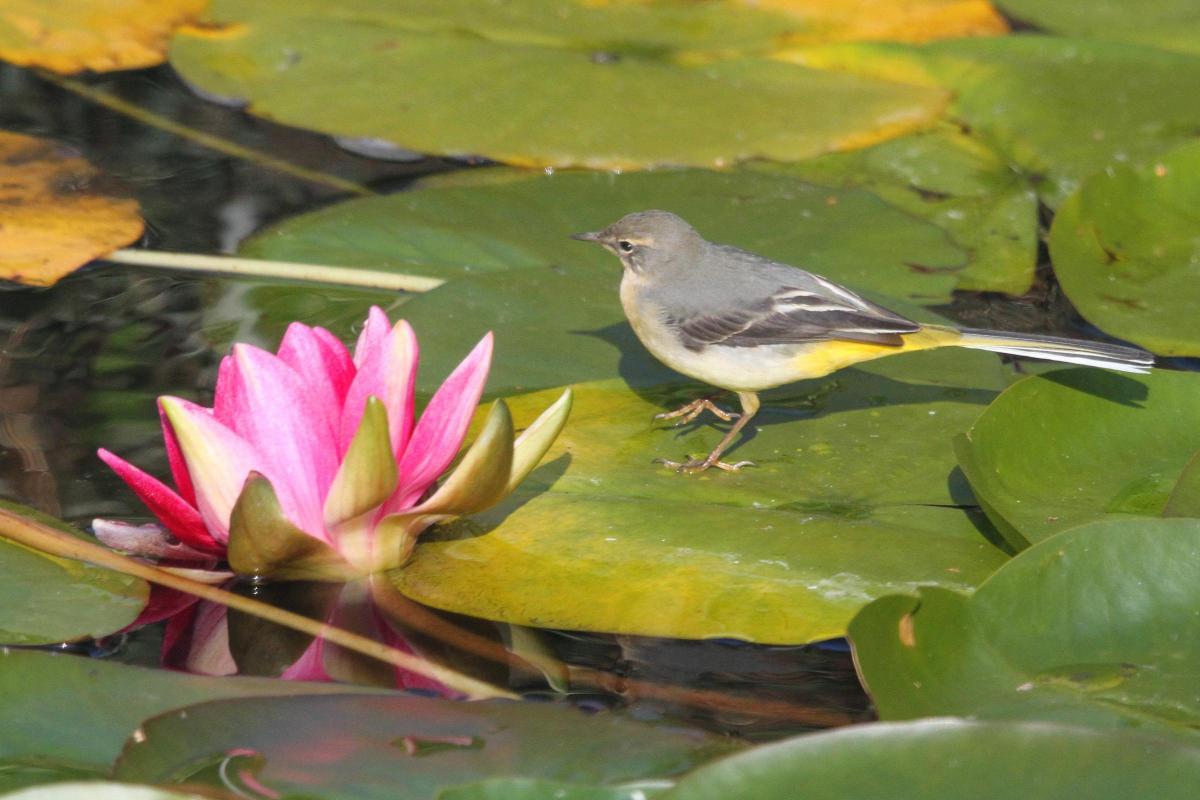 Guardian reader David Smith sent in this beautiful picture of a Grey Wagtails who visited the lily pads in his garden.