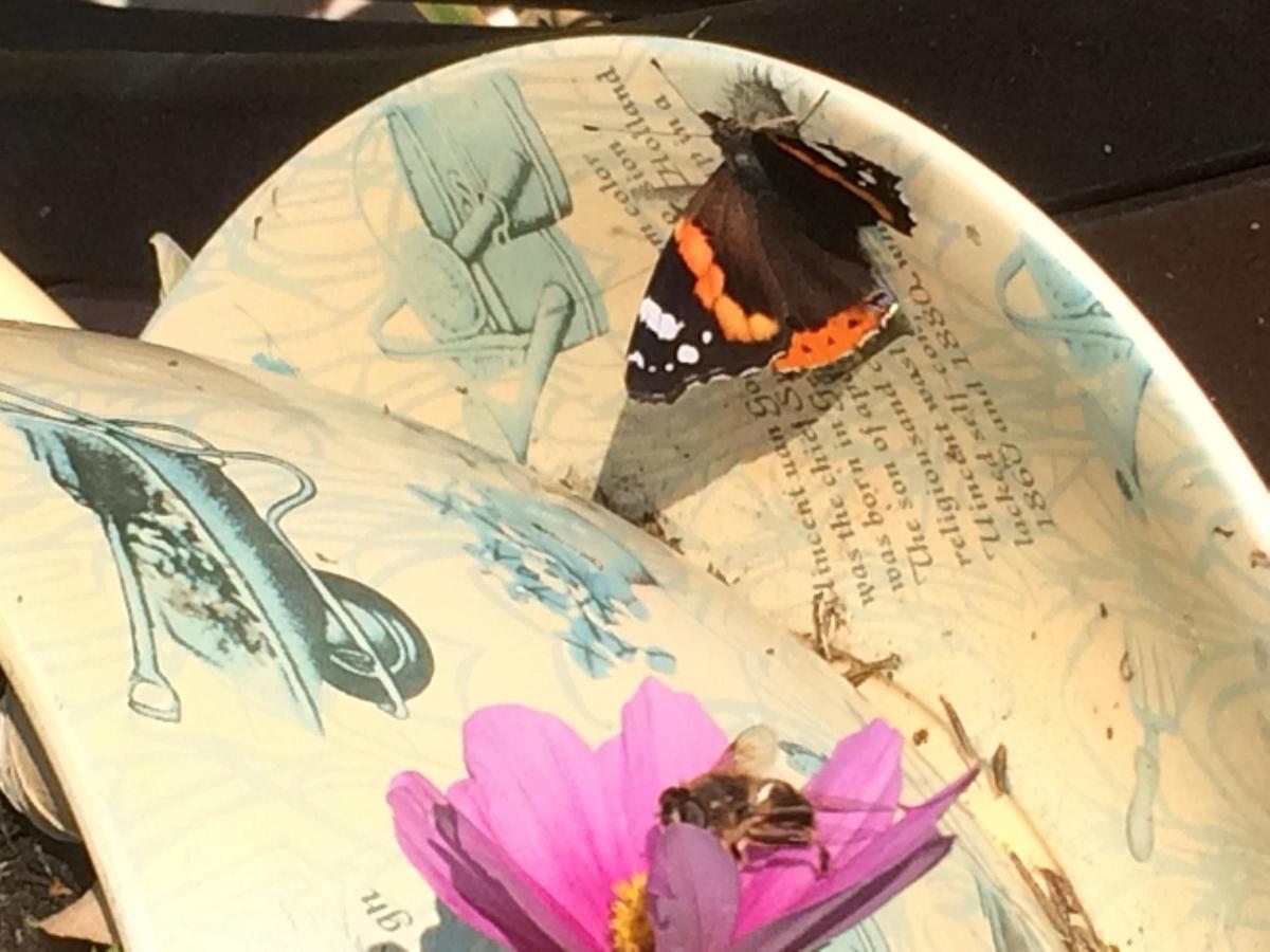 Reader Angela Potter snapped this lovely shot of a bee and a butterfly on her cup and saucer plant pot in her garden in October 2015.