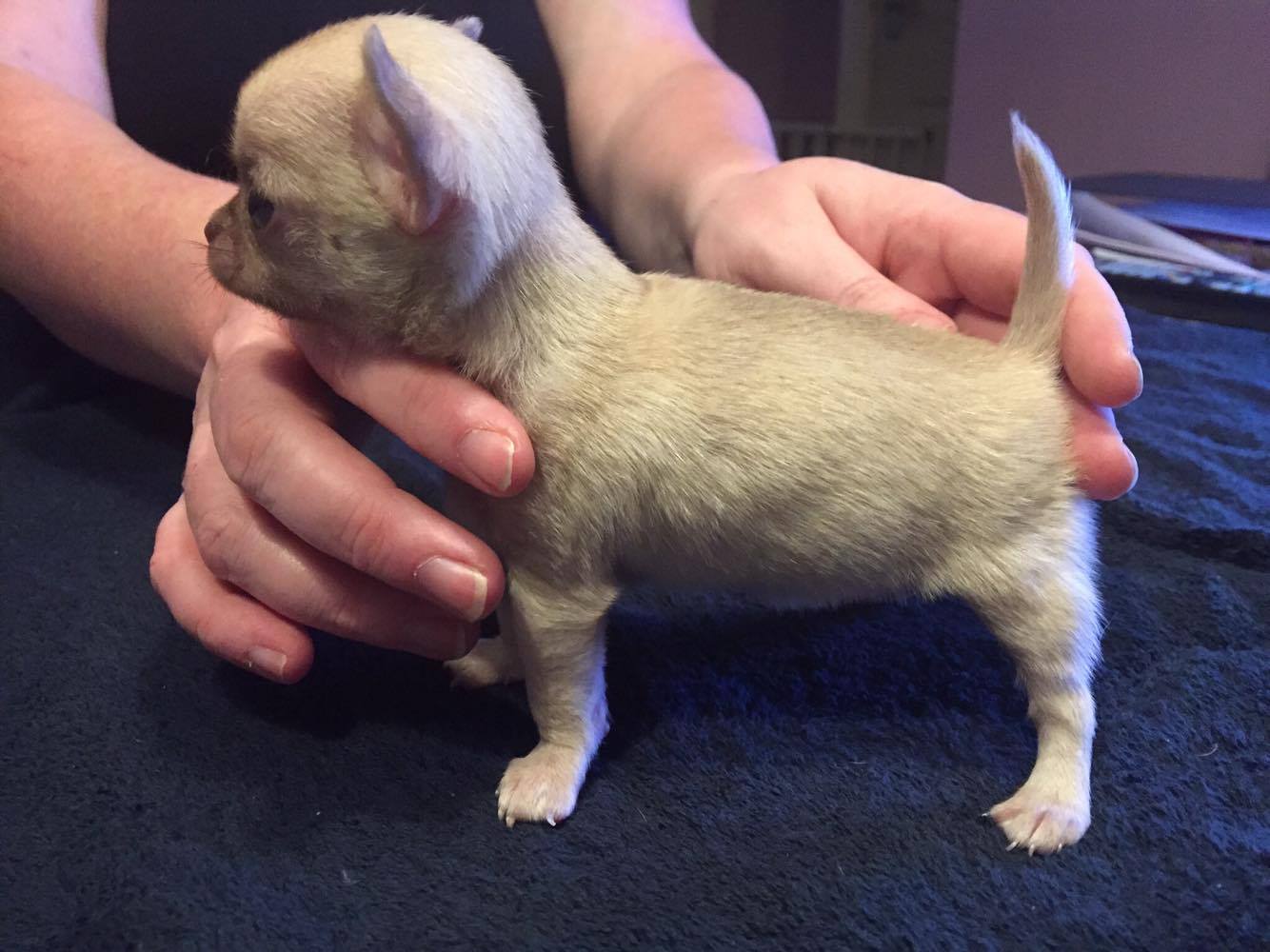 Pet of the week: Meet 'Warrington's smallest dog'